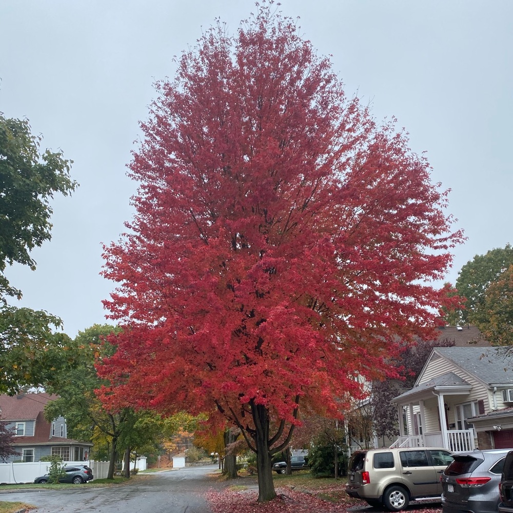 Meet your Posher, Lola